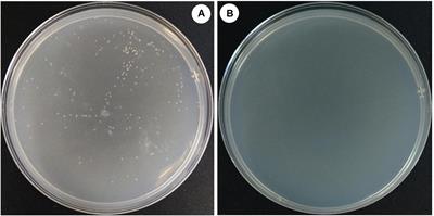 A Halocin Promotes DNA Uptake in Haloferax mediterranei